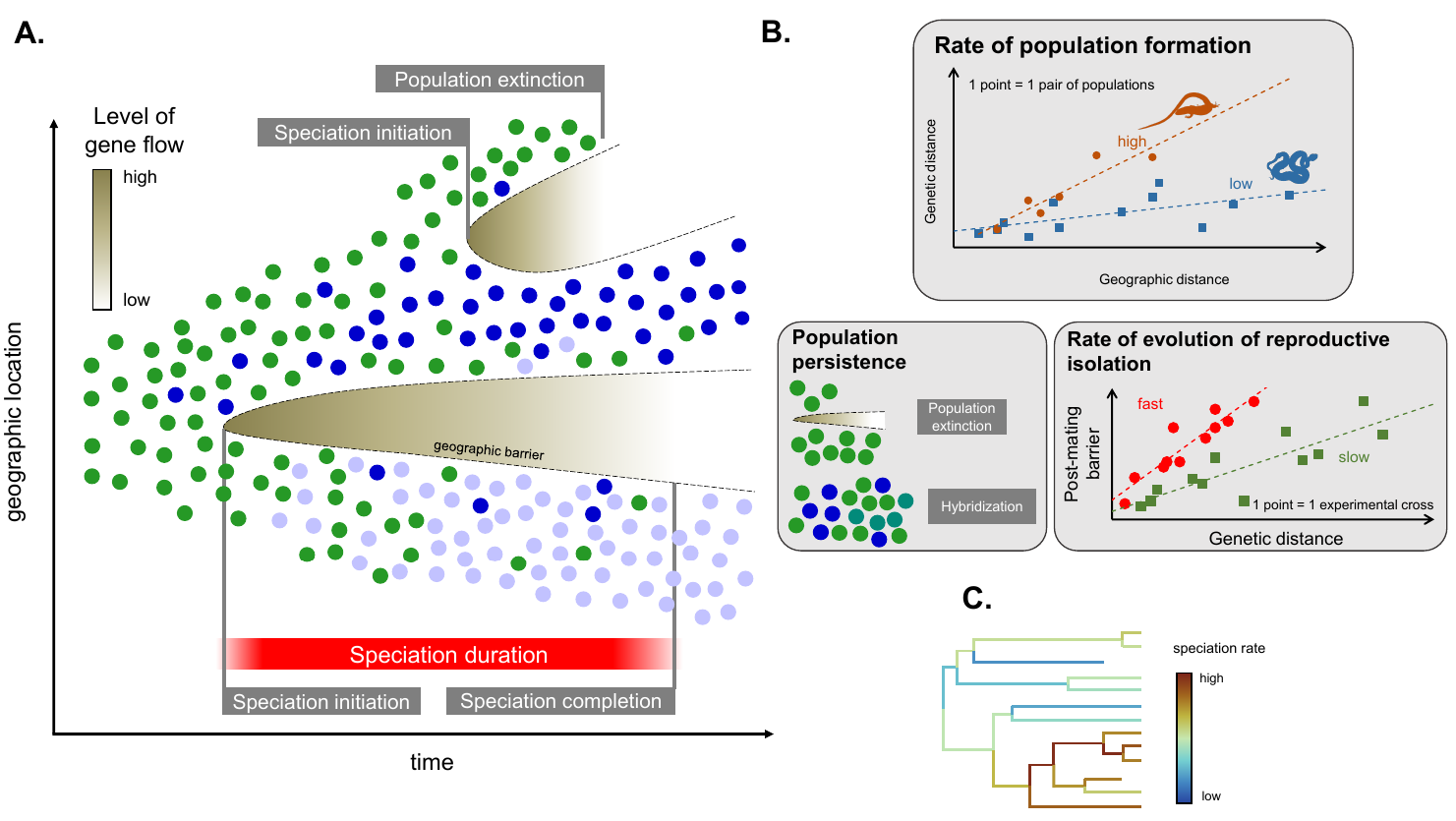 Summary of the speciation steps